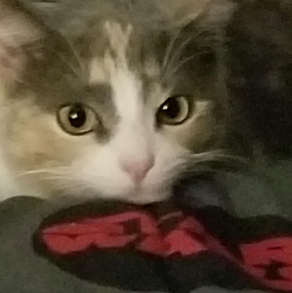 Meet your Posher, Meow